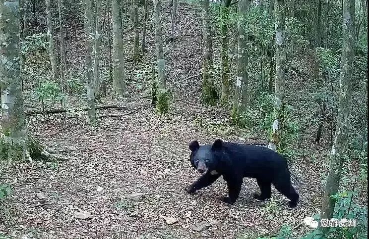 花山vs巨型野猪视频直播，一场真实到让人手心冒汗的野外对决