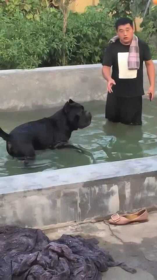 卡斯罗犬vs视频直播，养狗人必看的云养犬新玩法，我蹲了三天直播发现这些真相
