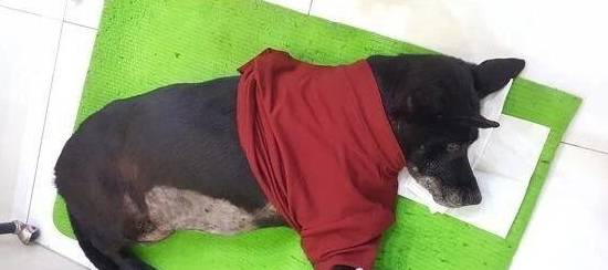 湖北一狗扑咬多人事件，当地正紧锣密鼓搜捕