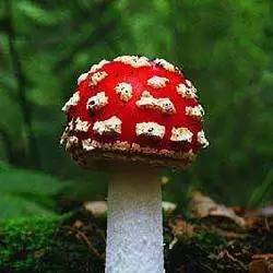 老人误食毒蘑菇致幻在家放声高歌，一场意外的音乐会