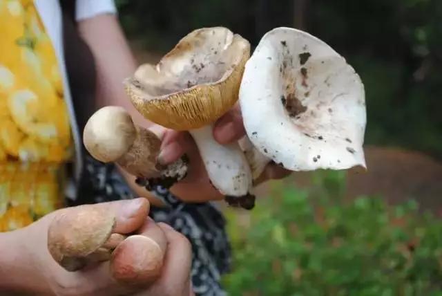 野蘑菇的毒与无毒之谜，一个9岁孩子的警醒故事